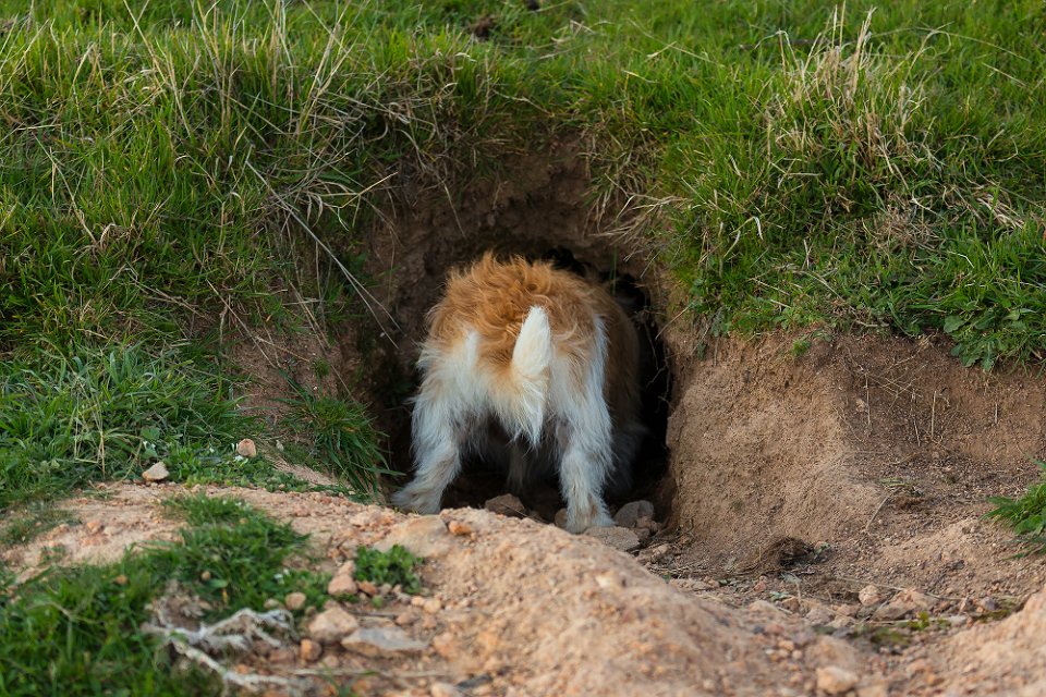 wombat hole2